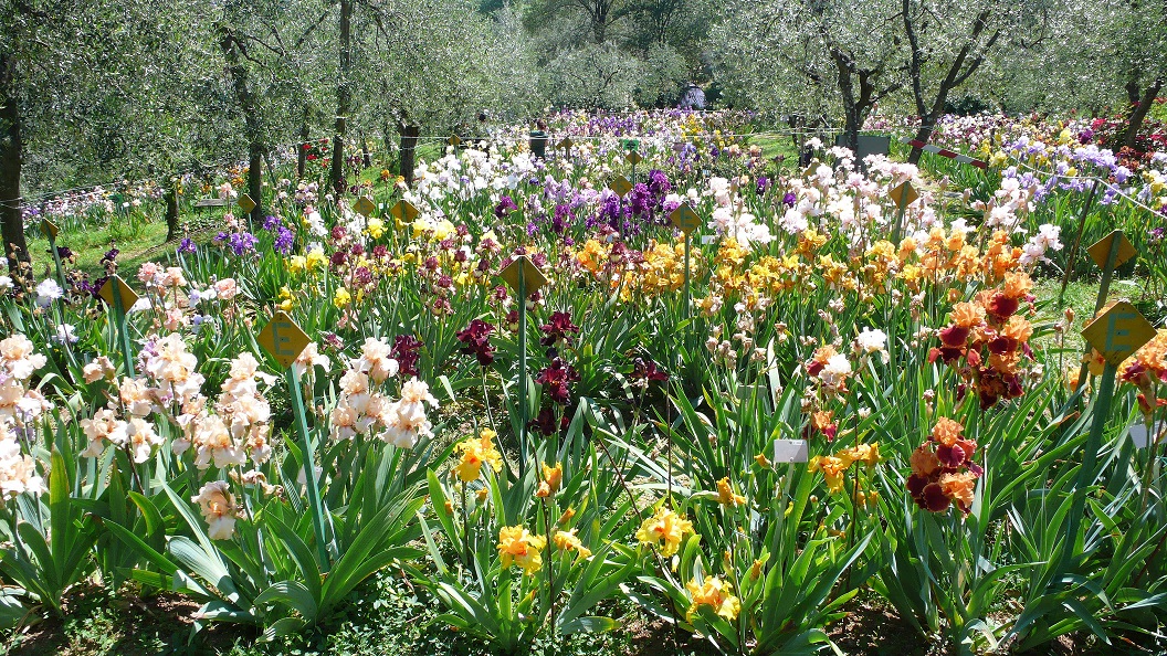 Giardino dell'Iris Firenze