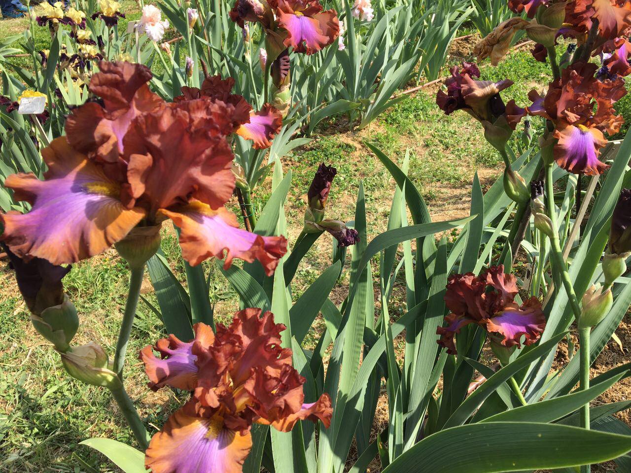 Giardino dell'Iris - Visita guidata 2017